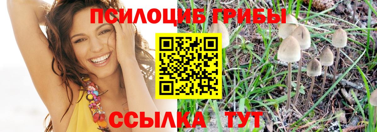 Псилоцибиновые грибы прущие грибы Мурино